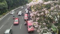 Cantik! Kembaran Bunga Sakura Bermekaran Di Surabaya