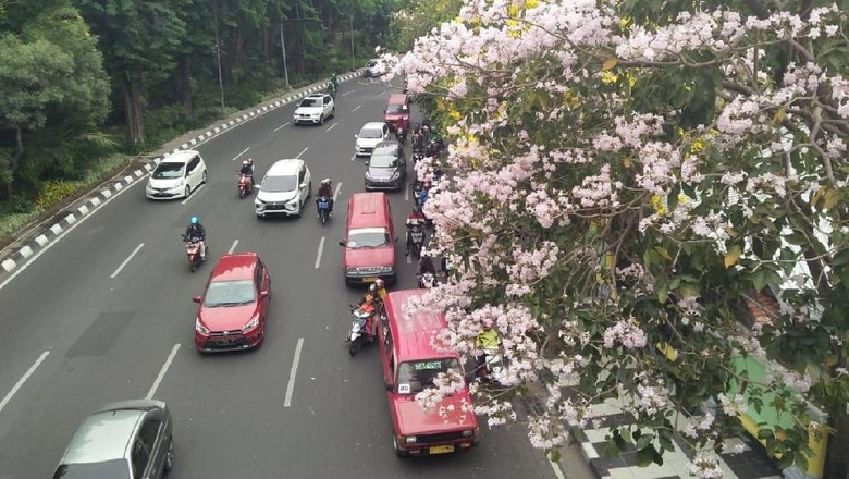 Cantik Kembaran Bunga  Sakura  Bermekaran di  Surabaya 