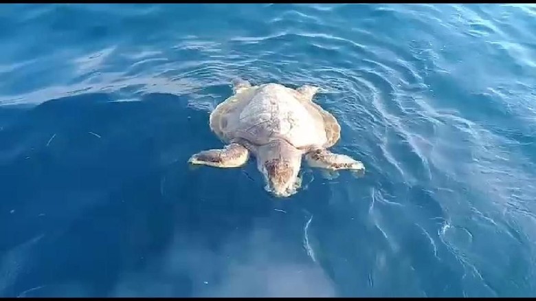 Sampah plastik dan minyak di perairan Pulau Pari, penyu sisik mati. (Imam, Suryadi, dan Boni/Warga RT01 RW04 Pulau Pari) Sampah plastik dan minyak di perairan Pulau Pari, penyu sisik mati. (Imam, Suryadi, dan Boni/Warga RT01 RW04 Pulau Pari)