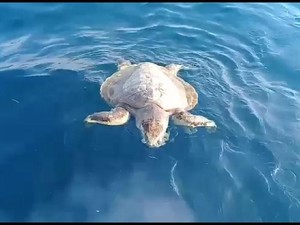 Duh! Penyu-penyu di Pulau Pari Mati Gegara Sampah Plastik-Minyak