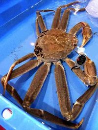 Pecahkan Rekor! Kepiting Asal Jepang Ini Dilelang Seharga Rp 256 Juta