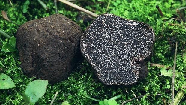 Jamur Truffle (Ist Truffle.com)