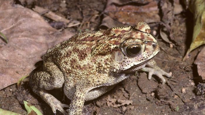 Salah Satu Katak Berbahaya Bagi Australia Masuk Dari Bali Lewat Koper Bawaan Salah Satu Katak Berbahaya Bagi Australia Masuk Dari Bali Lewat Koper Bawaan