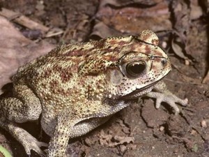 Katak Berbahaya Bagi Australia Masuk dari Bali Lewat Koper Bawaan