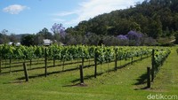 Panorama perkebunan anggur di OReillys Vineyard. Hijau dan menyegarkan mata (Melisa/detikTravel)