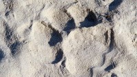 Jejak kaki singa. Dalam safari singa ini, traveler akan menemui beberapa hewan liar lainnya, seperti burung, zebra, antelop, kuda nil hingga jerapah (Tim Johnson/BBC Travel)