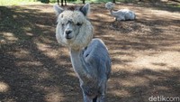 Alpaca merupakan binatang khas Amerika Latin. Kamu pun bisa menjumpainya di sini (Melisa/detikTravel)