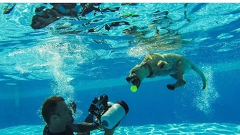 Foto anjing di bawah air. Foto: Ultralink
