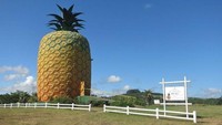 Inilah bangunan nanas raksasa, The Big Pineapple di Summerhill Estate, pinggiran kota Bathurst, Eastern Cape, Afrika Selatan. Tingginya 16,7 meter (Kate Whitehead/CNN)