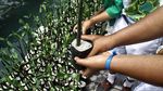 Serunya Menanam Mangrove di Pulau Pramuka