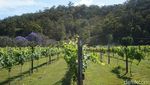 Foto: Tempat Sarapan Paling Indah di Kebun Anggur Australia