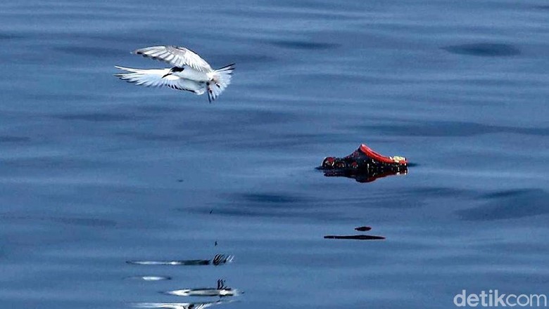 Sampah plastik di laut. Foto: Pradita Utama Sampah plastik di laut. Foto: Pradita Utama