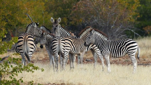 Delta Okavango di Botswana yang penuh hewan liar. Hal yang paling penting dalam safari singa yakni jangan ada yang berlari. (Cameron Spencer/Getty/BBC Travel)