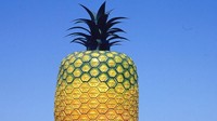 The Big Pineapple dibangun sebagai salah satu bentuk penghargaan dan rasa syukur atas tumbuh suburnya nanas di Bathurst. Traveler tak hanya bisa foto-foto dari luar, tapi juga menikmati aktivitas di dalamnya (southafrica.net)