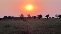 Saat sunset di Okavango yang juga bagian dari Gurun Kalahari. Daerah itu amat terkenal di Botswana. Tidak ada apapun di sana kecuali lapisan tipis rumput hangus (Tim Johnson/BBC Travel)