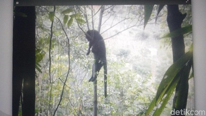 Macan Kumbang Mati Diduga Ditembak