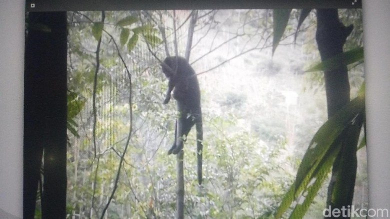 Mengungkap Misteri Macan Kumbang Mati Ditembak Warga Soreang Mengungkap Misteri Macan Kumbang Mati Ditembak Warga Soreang