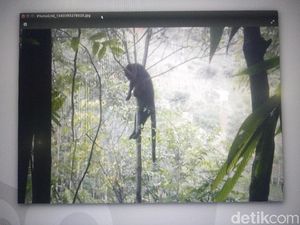 Mengungkap Misteri Macan Kumbang Mati Ditembak Warga Soreang