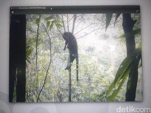 Mengungkap Misteri Macan Kumbang Mati Ditembak Warga Soreang