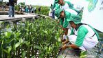 Serunya Menanam Mangrove di Pulau Pramuka