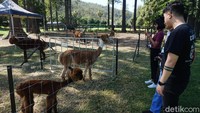 Usai bersantap, traveler bisa jalan santai sambil melihat penangkaran alpaca (Melisa/detikTravel)