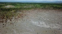 Kebun sagu seluas 40 hektare itu mengalami kerusakan akibat terkontaminasi zat berbahaya. Antara Foto/Rivan Awal Lingga