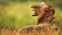 Singa yang terlihat mengibas-kibaskan ekornya sudah siap menyerang dan traveler diharapkan tetap tenang dan bergerombol. Pemandu pun akan menyiapkan senjata (Cameron Spencer/Getty/BBC Travel)