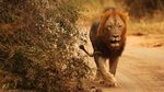 Foto: Jalan Kaki Membuntuti Singa di Afrika, Berani?