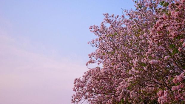 Tabebuya flowers develop as a selfie event for residents of Surabaya 