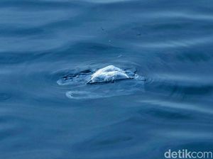 Ikan Cakalang di Ambon Terpapar Sampah Plastik