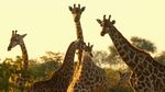 Foto: Jalan Kaki Membuntuti Singa di Afrika, Berani?