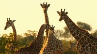 Perjalanan safari singa ini ada di Footsteps Across the Delta, sebuah kamp kecil terpencil di jantung Delta Okavango, Botswana. Banyak jerapah di sana (Cameron Spencer/Getty/BBC Travel)