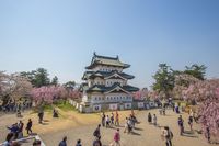 Kastil Hirosaki juga sebagai tempat terbaik menikmati sakura di Jepang (iStock)