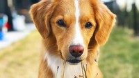 Si pintar Moxie asal Norwegia ini terlihat sedang membawa sekantong buah cherry. Foto: Instagram@moxiethetoller