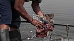 Bikin Miris, Pelabuhan Muara Baru Masih Banyak Sampah