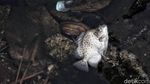 Bikin Miris, Pelabuhan Muara Baru Masih Banyak Sampah