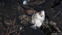 Terlebih sejumlah pemberitaan mengenai beberapa hewan yang mati akibat memakan sampah plastik beberapa kali terjadi di lautan Indonesia. Pengelolaan sampah plastik menjadi salah satu hal penting yang harus dikaji oleh pemerintah dan kesadaran untuk tidak membuang sampah harus terus digalakan untuk melindungi alam dari limbah plastik yang merugikan.