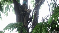 Sejumlah pohon rindang di kawasan GBK ini tengah dipangkas oleh petugas Dinas Kehutanan DKI Jakarta.