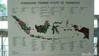 Peta persebaran tumbuhan Atsiri di Indonesia, dari Sabang sampai Merauke (Randy/detikTravel)