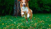 Kenalkan, ini Moxie yang mendapatkan gelar Norway Cutest Pet 2018. Foto: Instagram@moxiethetoller
