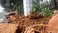 Pemangkasan pohon rindang ini sedikit memakan ruas jalan.