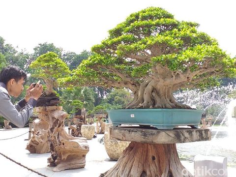 wallpapers Harga Bonsai Beringin Termahal wow ada bonsai seharga rp 1 miliar