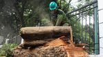 Dinas Kehutanan DKI Pangkas Pohon di Kawasan GBK