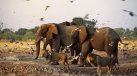 Delta Okavango adalah rumah bagi 160 mamalia, 530 burung dan 155 reptil, serta ribuan jenis tanaman. Ada lebih dari 800.000 gajah Kalahari dan mereka hidup bersama singa, anjing liar, macan tutul, kerbau, jerapah dan kuda nil (Beverly Joubert/National Geographic Creative/BBC Travel)  