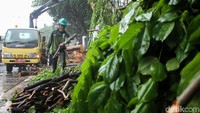 Sebelumnya pohon yang rindang ini menutupi lampu yang menerangi jalan.