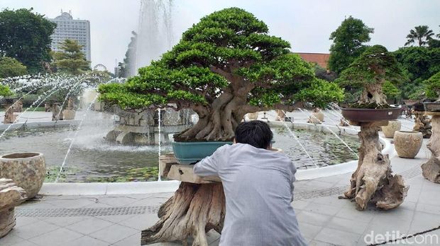 Bonsai Rp 1 Miliar Yang Mendadak Jadi Primadona Di Surabaya