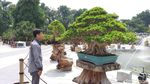 Penampakan Bonsai Rp 1 Miliar di Halaman Pemkot Surabaya