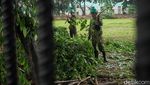 Dinas Kehutanan DKI Pangkas Pohon di Kawasan GBK