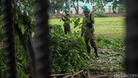 Petugas membersihkan ranting-ranting pohon.