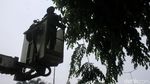 Dinas Kehutanan DKI Pangkas Pohon di Kawasan GBK